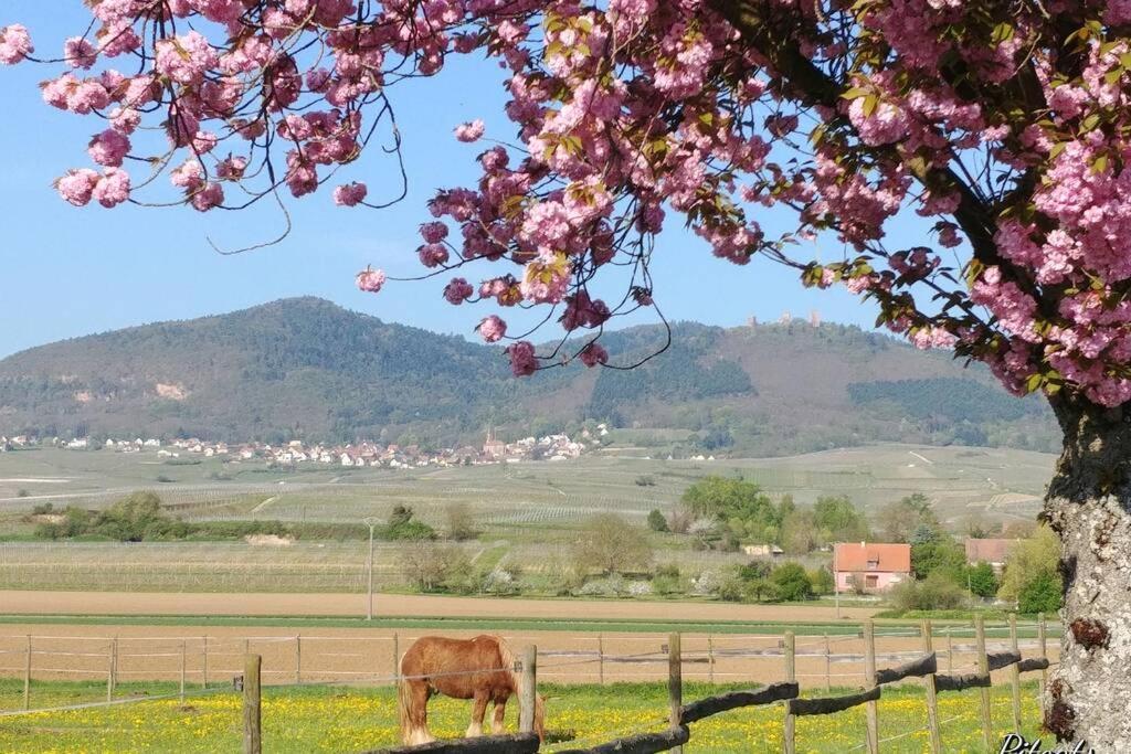 Gite A Eguisheim Proche De Colmar Et Kaysergberg. 外观 照片